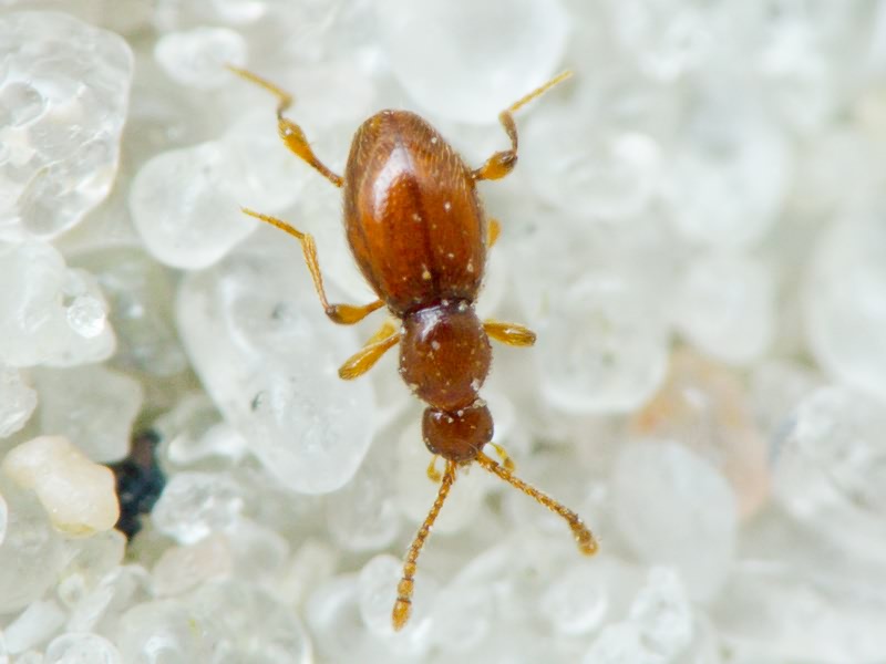 Scydmaenidae Leach, 1815